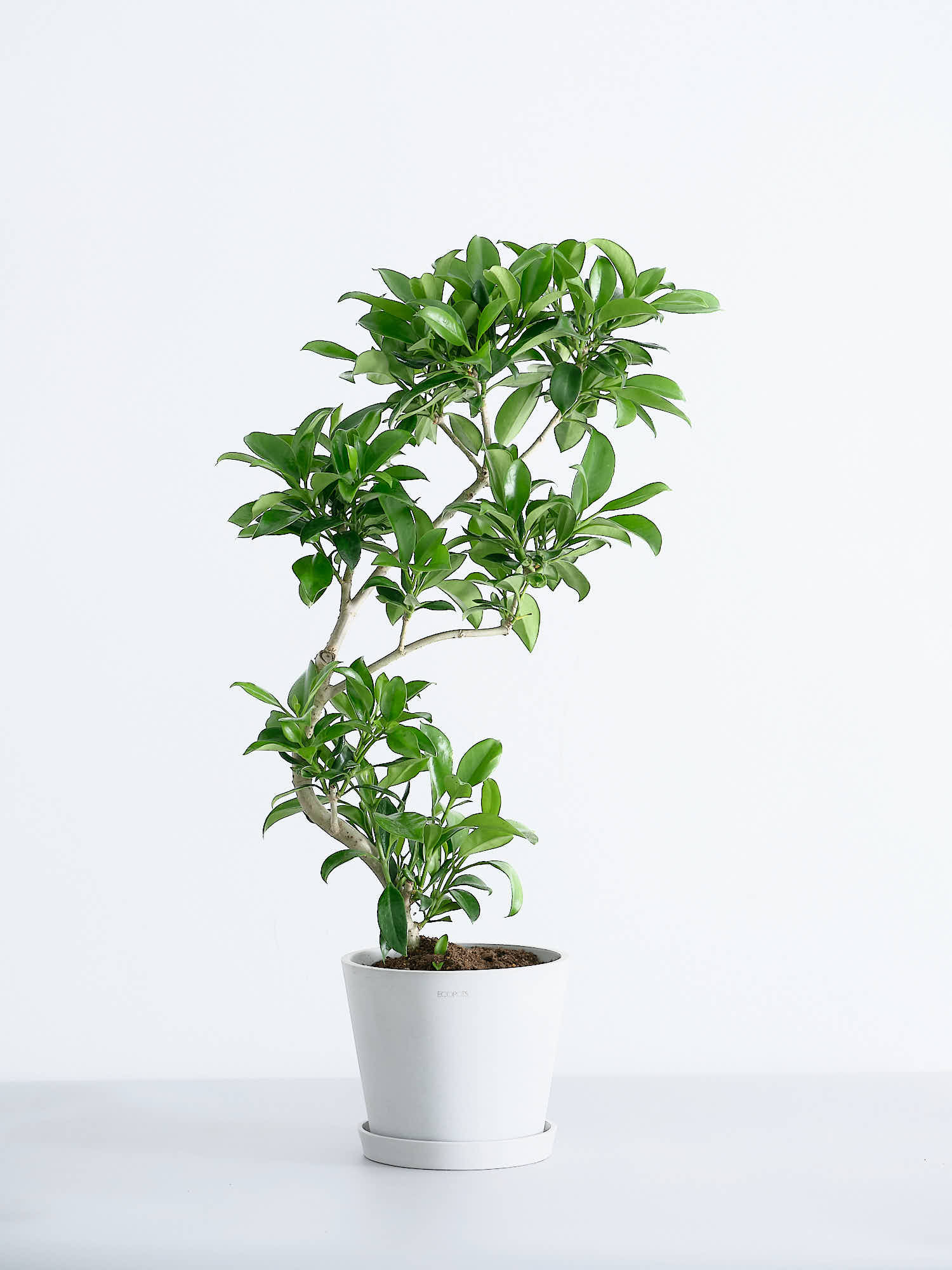 ファグラエア・ベルテロアナ S