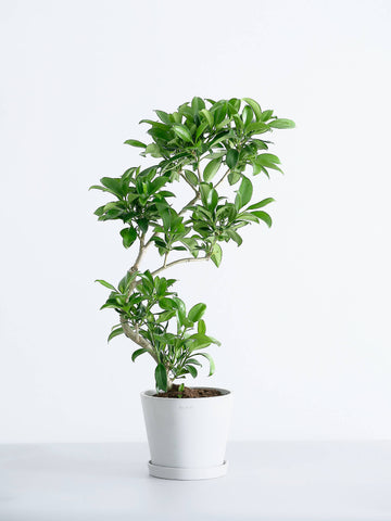 ファグラエア・ベルテロアナ