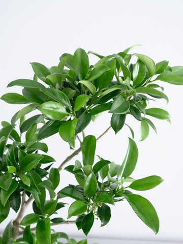 ファグラエア・ベルテロアナ S