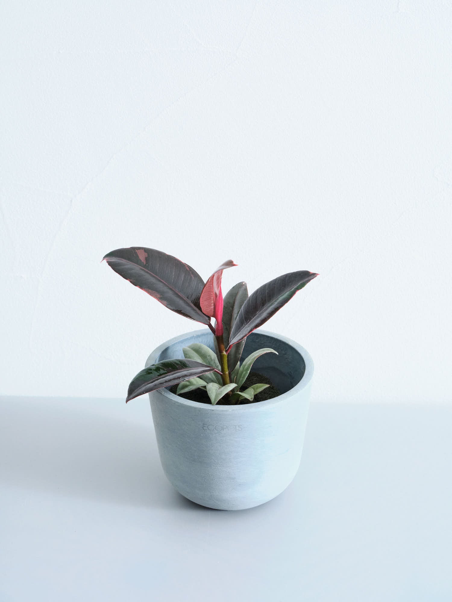 【クリアプランツ】フィカス・ルビー Table-S