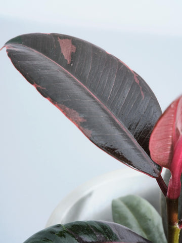 【クリアプランツ】フィカス・ルビー Table-S