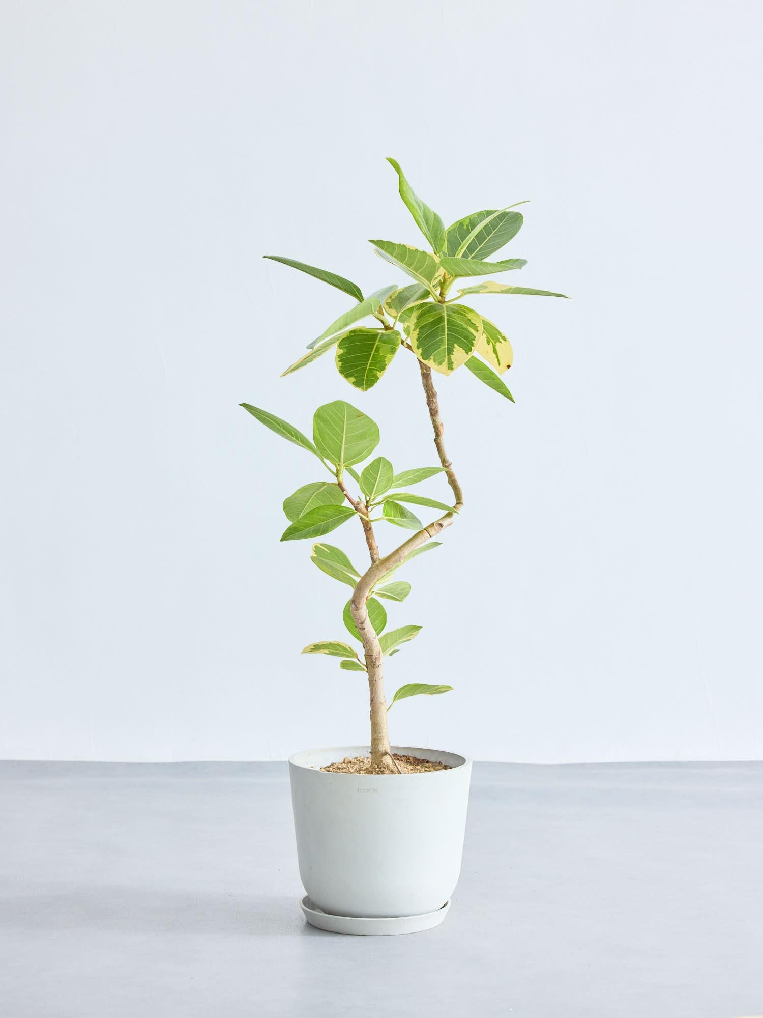 フィカス・アルテシマまがり