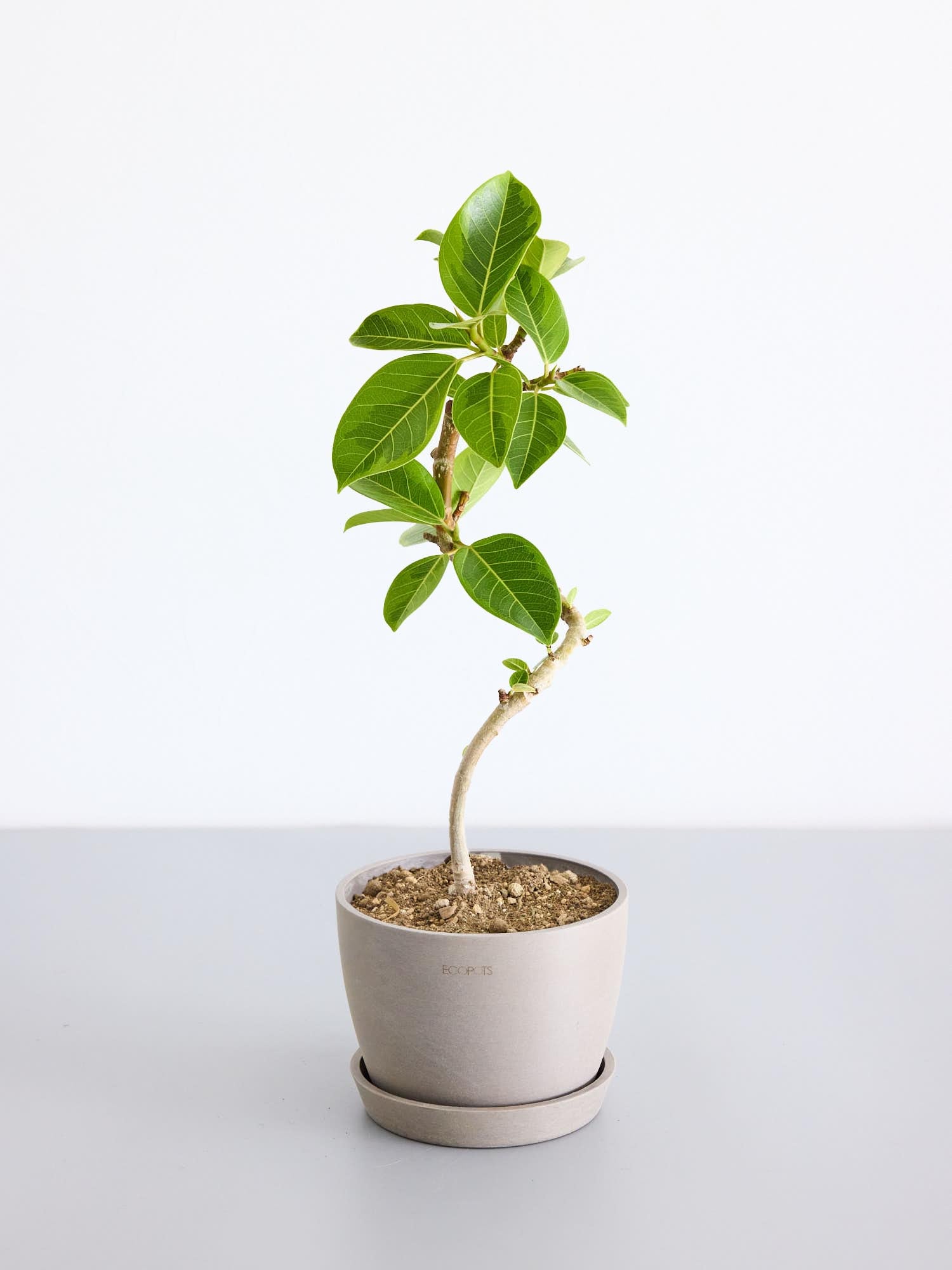 フィカス・アルテシマ らせん Table-L 　　