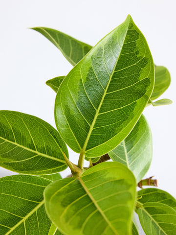 フィカス・アルテシマ らせん Table-L 　　