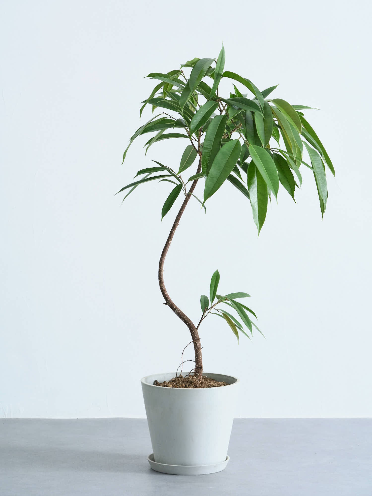 フィカス・アムステルダムキングまがり