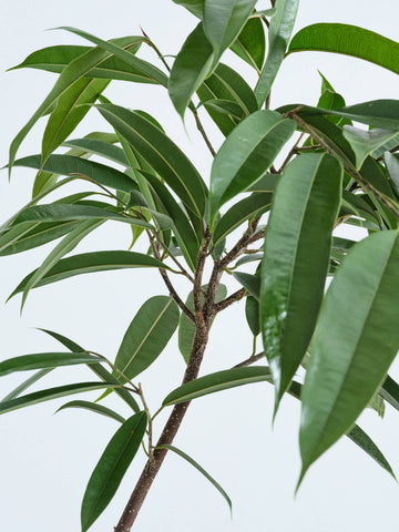 フィカス・アムステルダムキング まがりM