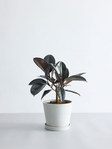 フィカス・バーガンディ 6号