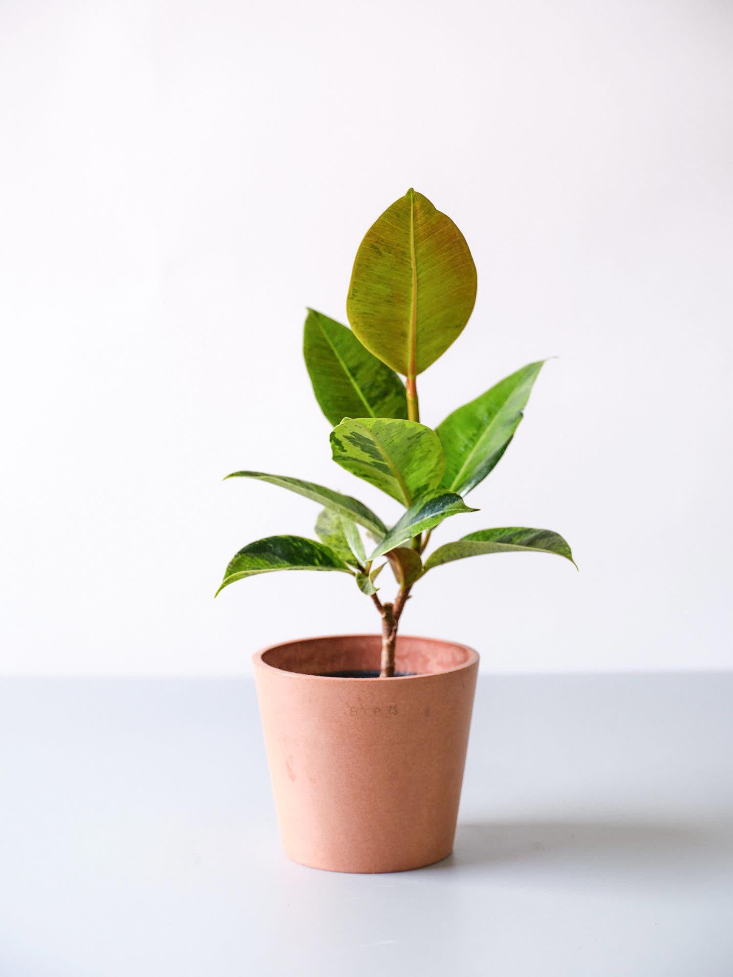 フィカス・ジン4号