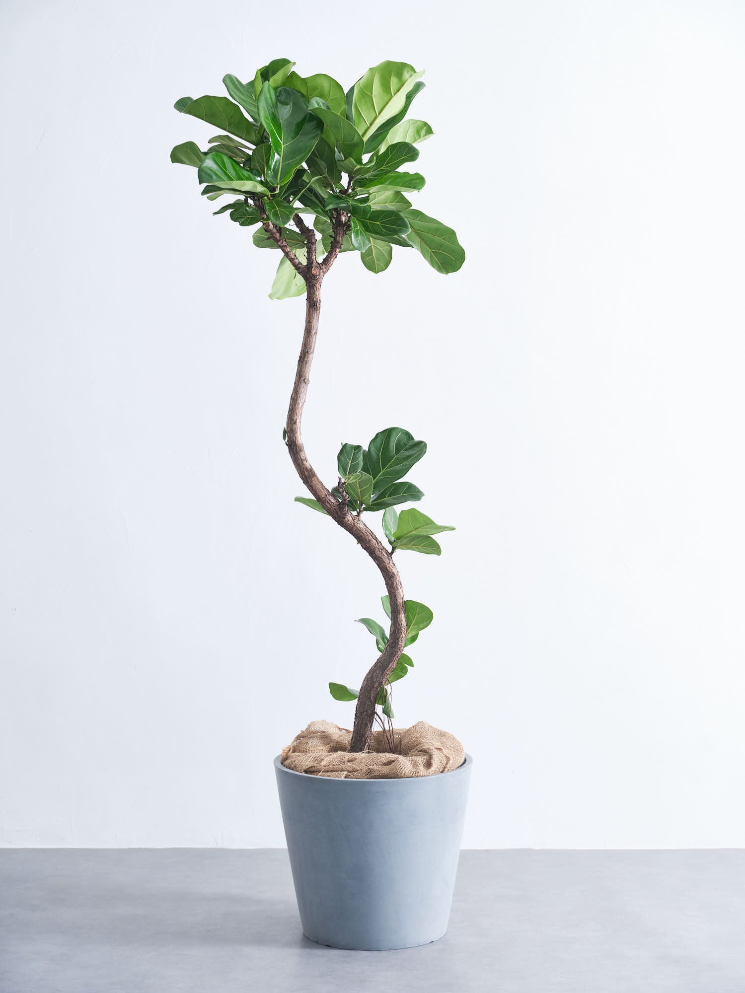 フィカス・リラータ・バンビーノ まがり XL