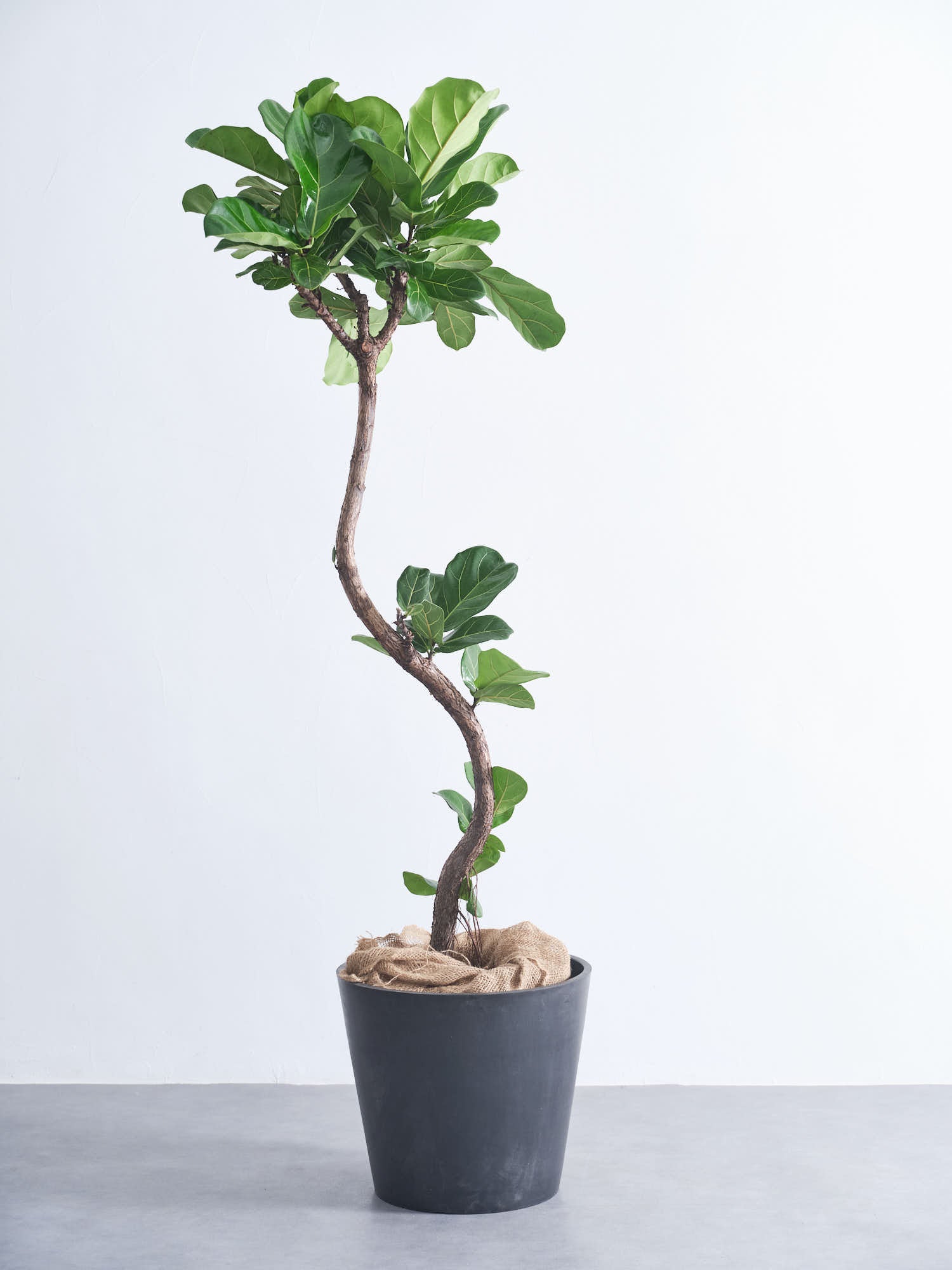 フィカス・リラータ・バンビーノ まがり XL (レザーカバー ベージュ)