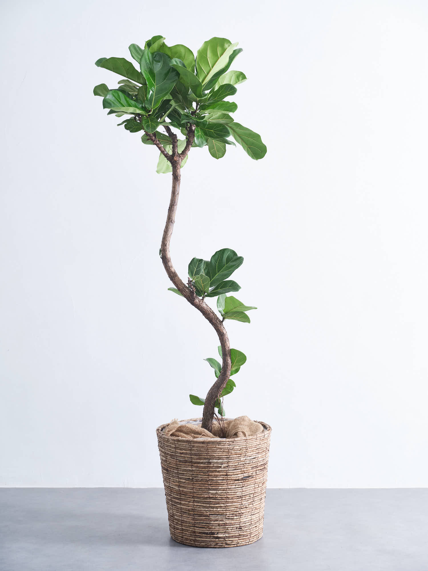 フィカス・リラータ・バンビーノ まがり XL (バナナリーフバスケット ブラウン)