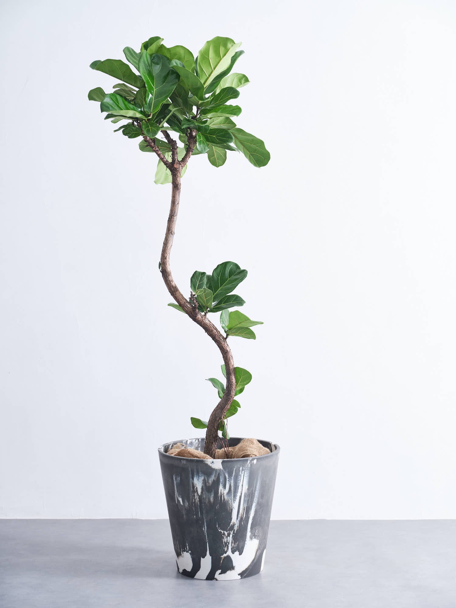 フィカス・リラータ・バンビーノ まがり XL  (樹脂ポット ブラックマーブル)