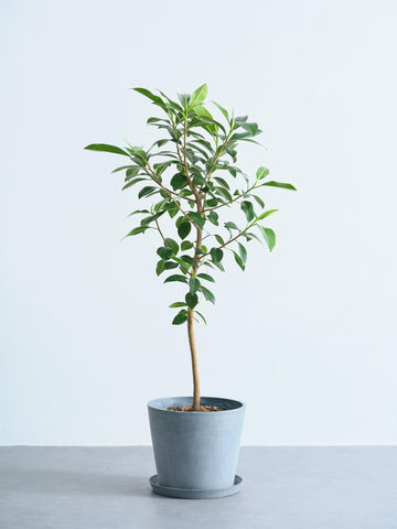 フランスゴムの木 L #2