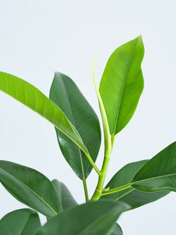 フランスゴムの木 L #2