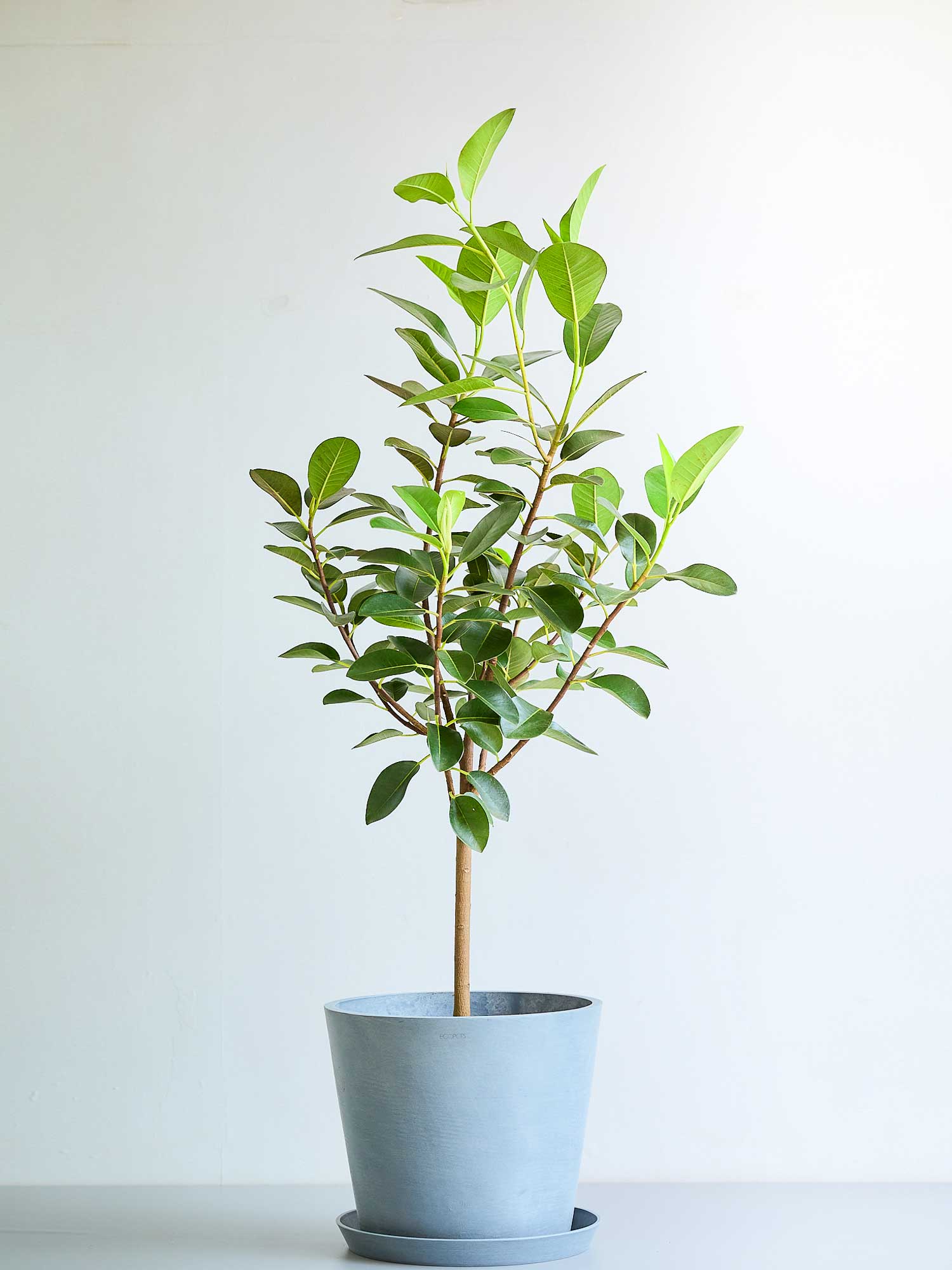 フランスゴムの木 L