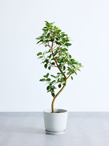 フィカス（ゴムの木）