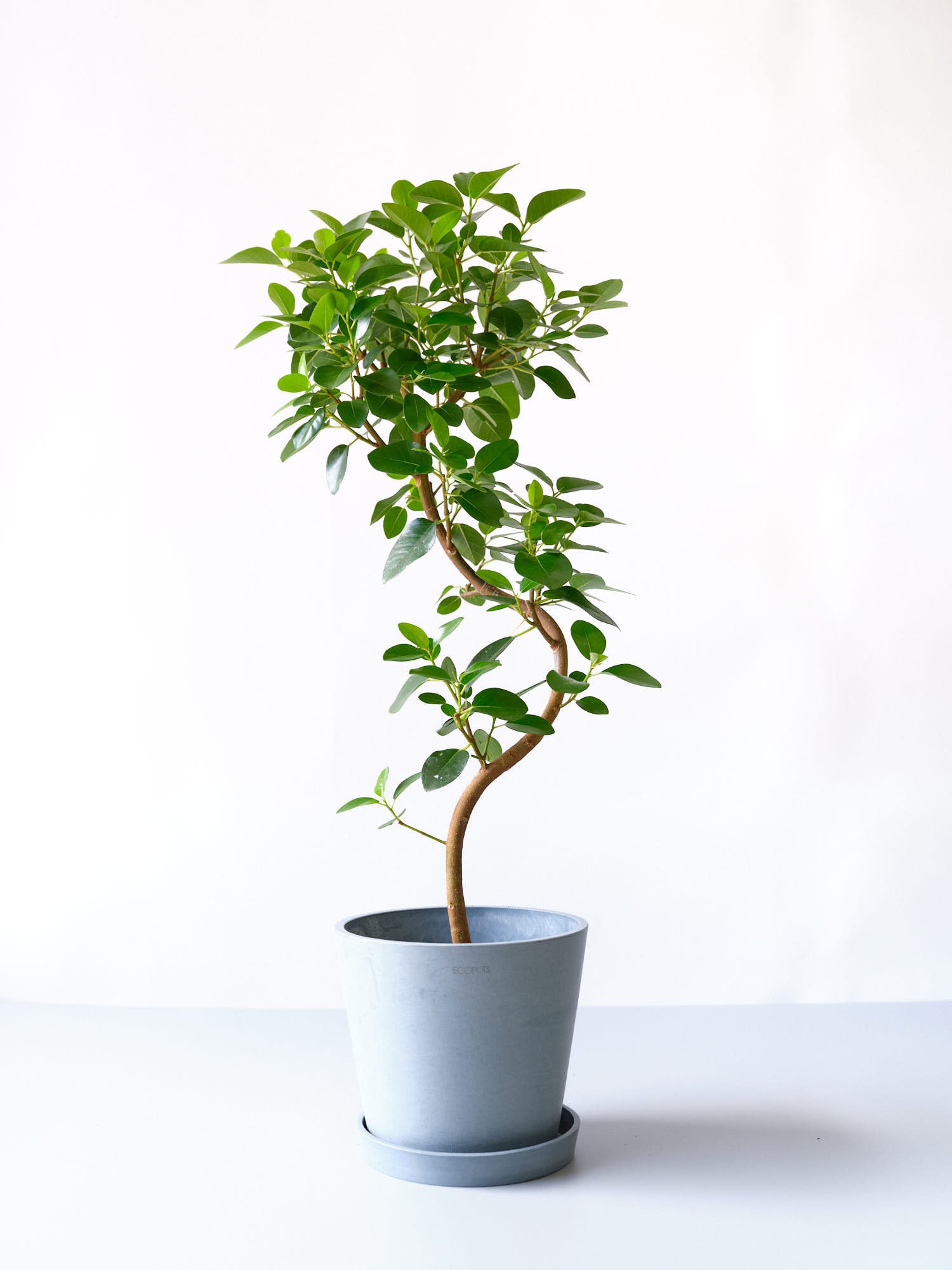 フランスゴムの木 10号6号