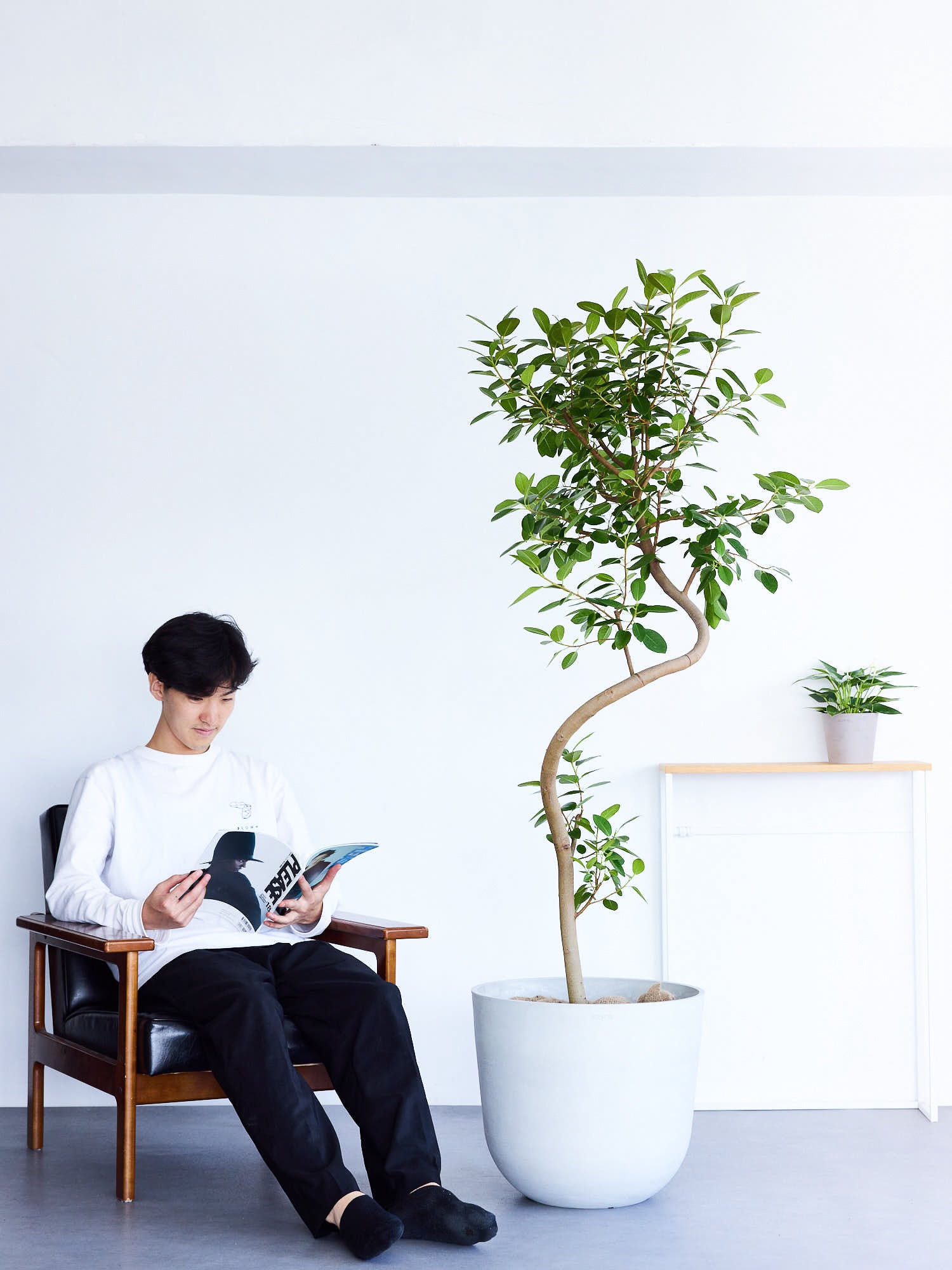 フランスゴムの木 まがり  XL【首都圏限定】