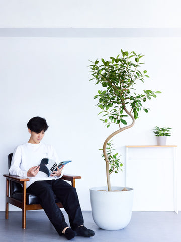 フランスゴムの木 まがり  XL【首都圏限定】