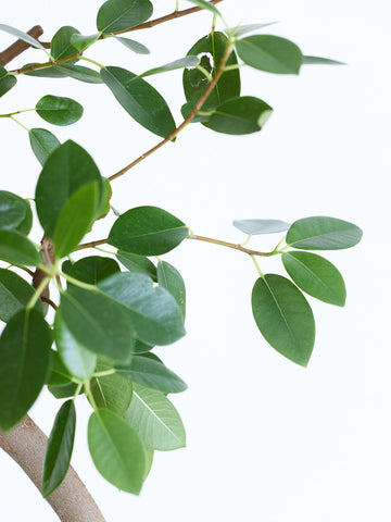 フランスゴムの木 まがり  XL【首都圏限定】