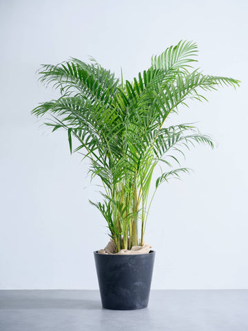 アレカヤシ XL【首都圏限定】