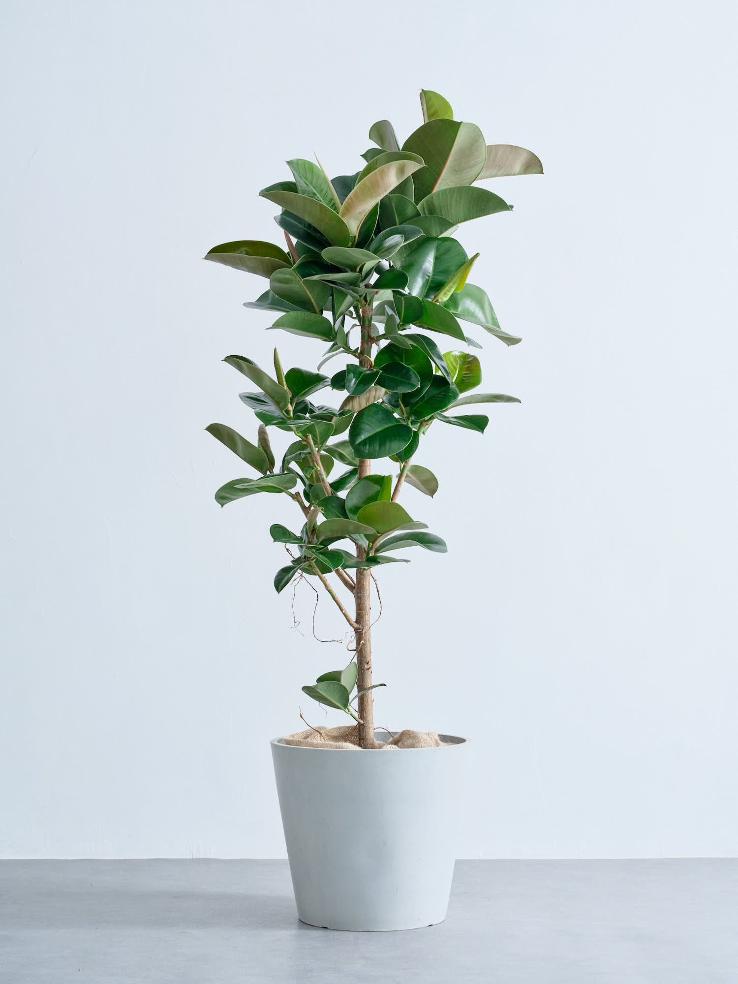 フィカス・ソフィア XL