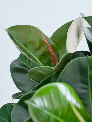 フィカス・ソフィア XL