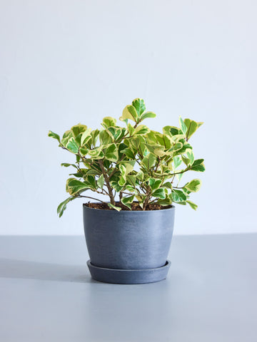 フィカス・スイートハート 5号