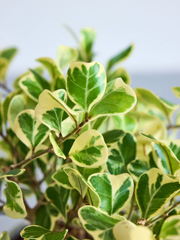 フィカス・スイートハート　Table-L