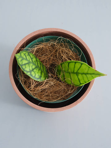 ホヤ・カリストフィラ 双葉 Table-M