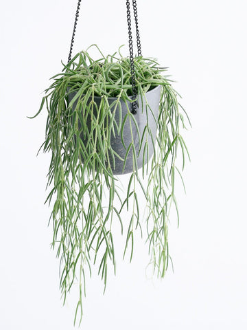 ホヤ・リネアリス -ハンギング-