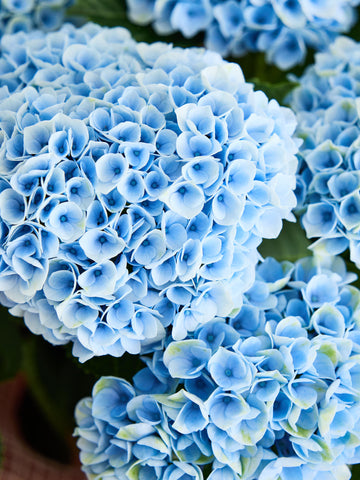 【母の日】アジサイ マジカルレボリューション