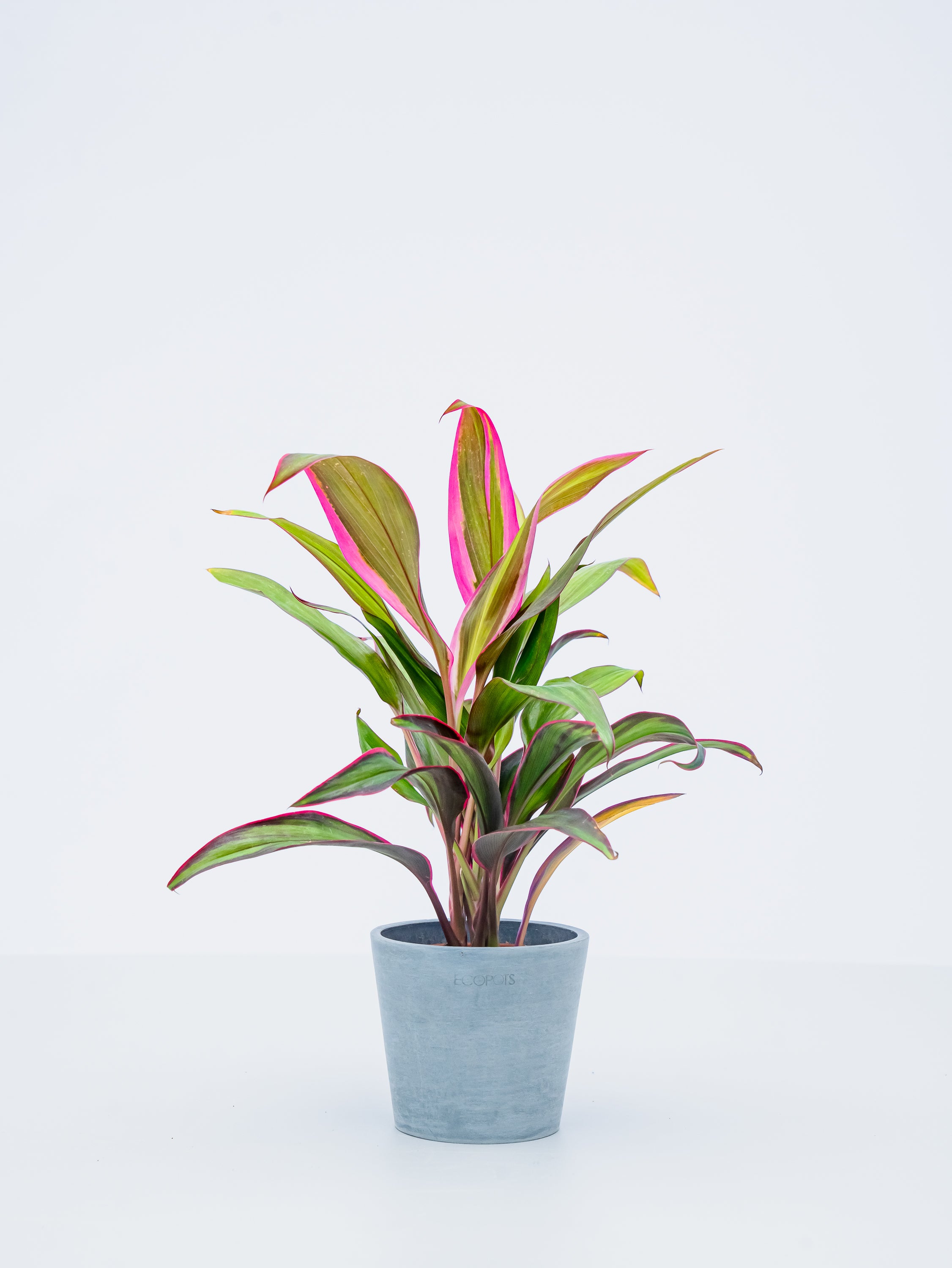 【ハイドロカルチャー】コルジリネ・レッドエッジ Table-S