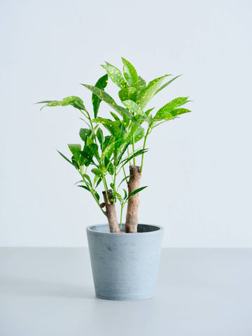 【ハイドロカルチャー】クロトン・アキュビフォリア Table-S