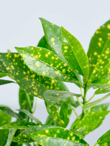 【ハイドロカルチャー】クロトン・アキュビフォリア Table-S