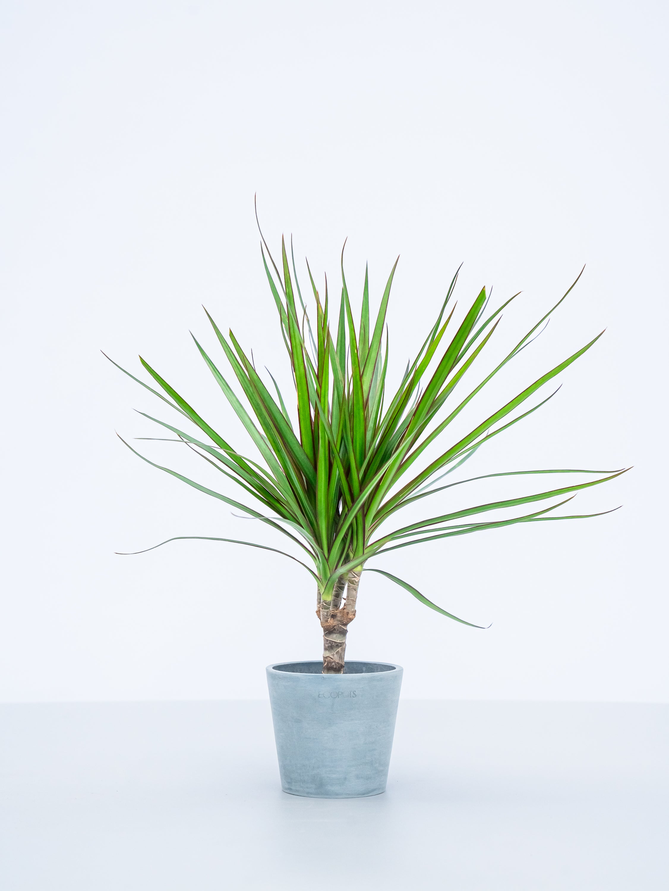 【ハイドロカルチャー】コンシンネ・マジナータ  Table-S