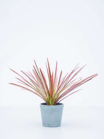 【ハイドロカルチャー】コンシンネ・レインボー  Table-S