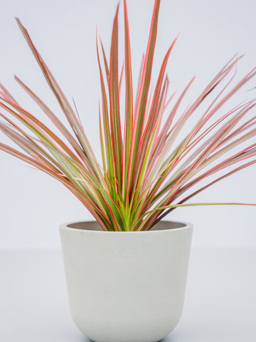 【ハイドロカルチャー】コンシンネ・レインボー  Table-S