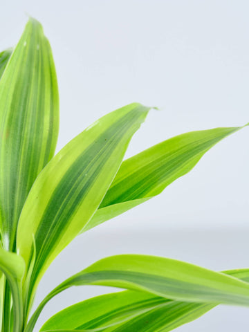 【ハイドロカルチャー】ドラセナ・サンデリアーナ・ゴールドTable-S