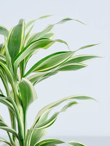 【ハイドロカルチャー】ドラセナ・サンデリアーナ・ホワイト Table-S