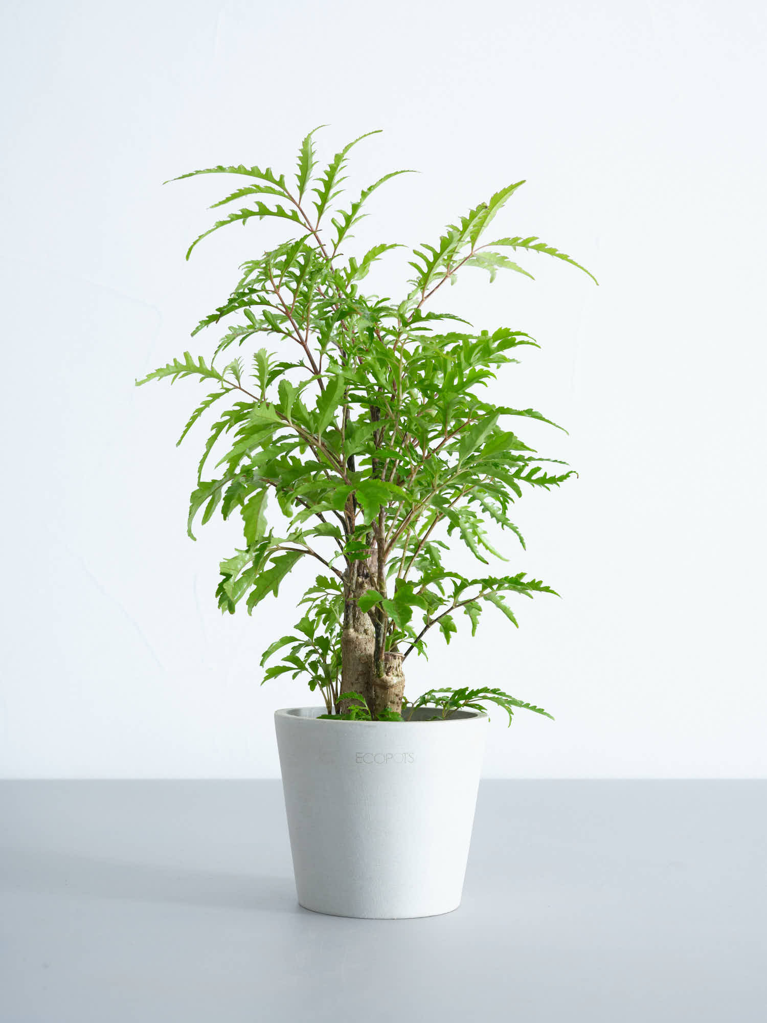 【ハイドロカルチャー】ポリシャス・フィリシフォリア  Table-S