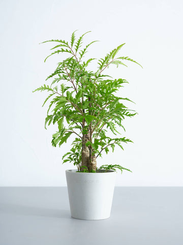 【ハイドロカルチャー】ポリシャス・フィリシフォリア  Table-S