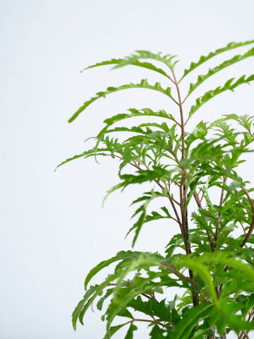 【ハイドロカルチャー】ポリシャス・フィリシフォリア  Table-S