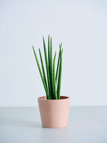 【ハイドロカルチャー】サンセベリア・バキュラリス Table-S