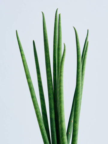 【ハイドロカルチャー】サンセベリア・バキュラリス Table-S