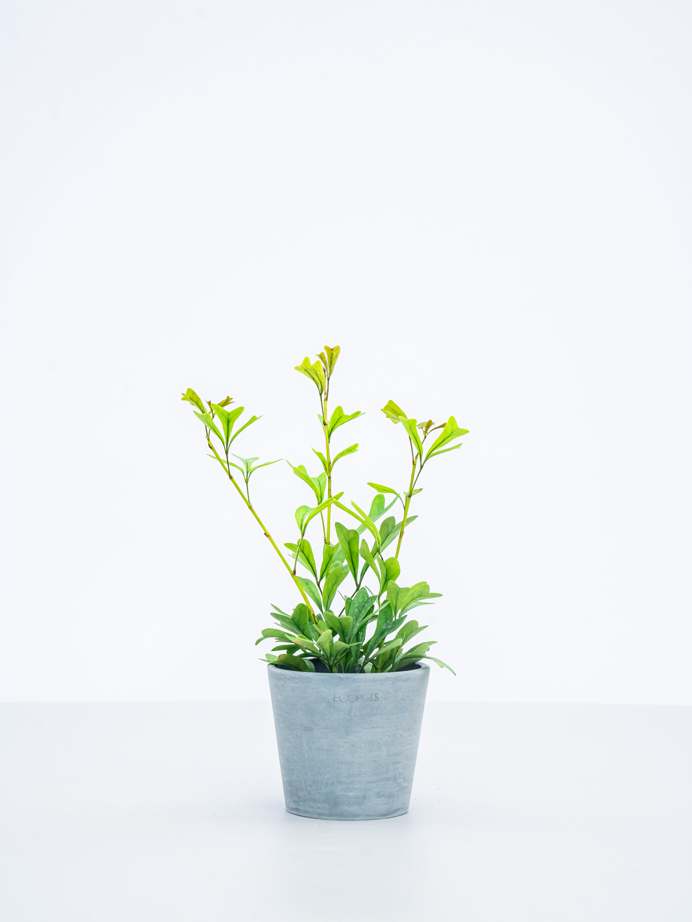 【ハイドロカルチャー】シェフレラ・エマルギナタ Table-S