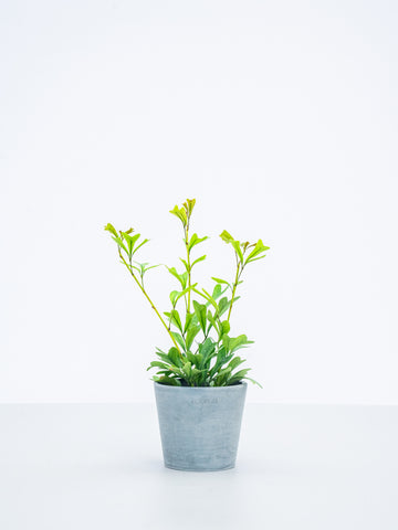 【ハイドロカルチャー】シェフレラ・エマルギナタ Table-S