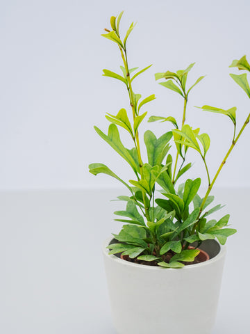 【ハイドロカルチャー】シェフレラ・エマルギナタ Table-S