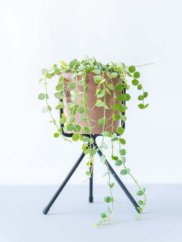 アイアンスタンド・Short - Black