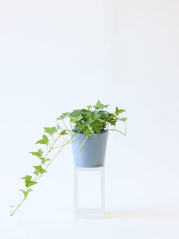 アイビー 緑（ヘデラ） Table-M